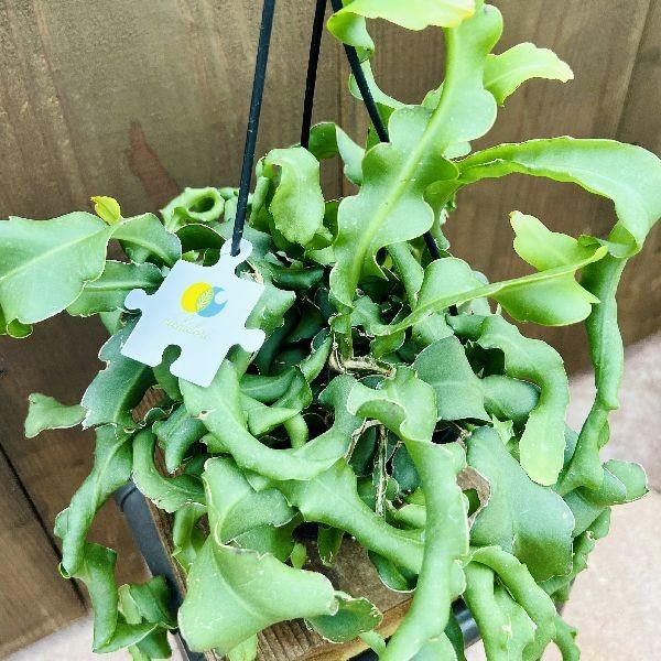 おしゃれ 観葉植物:エピフィラム グアテマレンシス*5号 吊り鉢 おしゃれ 観葉植物:エピフィラム グアテマレンシス*5号 吊り鉢