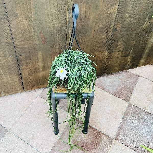 おしゃれ 観葉植物：リプサリス プニセオディスカス*5号 吊り鉢 プ