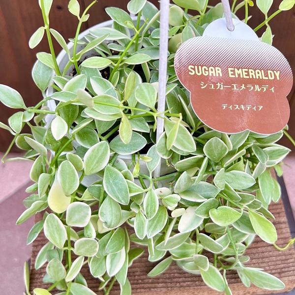 観葉植物：ディスキディア エメラルド*吊り鉢 4号 Dischidia emerald