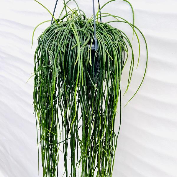 おしゃれ 観葉植物：リプサリス プニセオディスカス*8号 吊り鉢