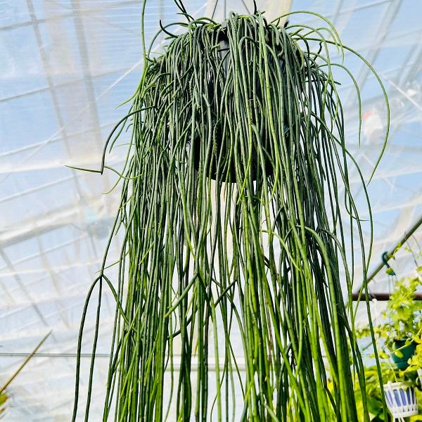 おしゃれ 観葉植物:リプサリス プニセオディスカス*8号 吊り鉢 おしゃれ 観葉植物:リプサリス プニセオディスカス*8号 吊り鉢