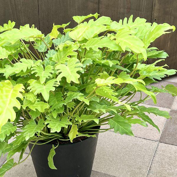 現品　フィロデンドロン　ジャイアントザナドゥ　3番　幹上がり　ドライガーデン 現品 フィロデンドロン ジャイアントザナドゥ 3番 根上がり