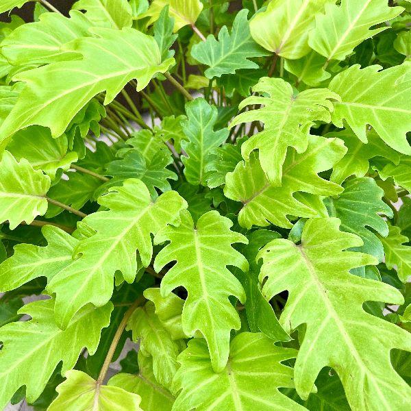 おしゃれ 観葉植物 :フィロデンドロン ザナドゥ*10号 おしゃれ 観葉植物 :フィロデンドロン ザナドゥ*10号