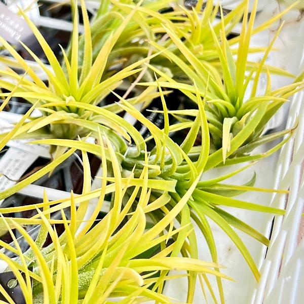 観葉植物：チランジア イオナンタドルイド*エアープランツ : 遊恵盆栽