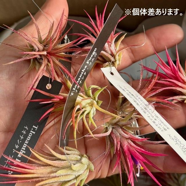 おしゃれ 観葉植物 エアープランツ：チランジア イオナンタ フエゴ