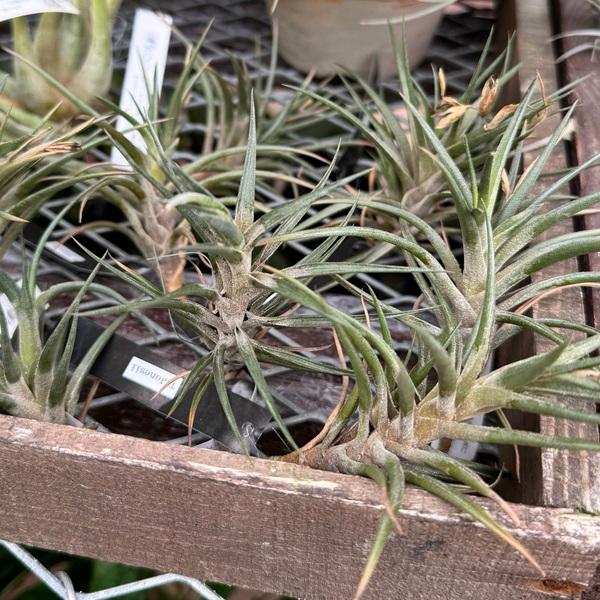 おしゃれ 観葉植物 エアープランツ：チランジア ジョネシー*エア