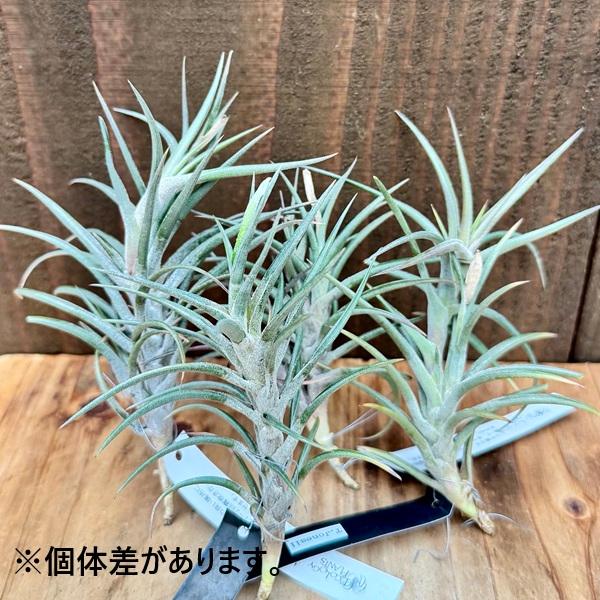 おしゃれ 観葉植物 エアープランツ：チランジア ジョネシー*エア