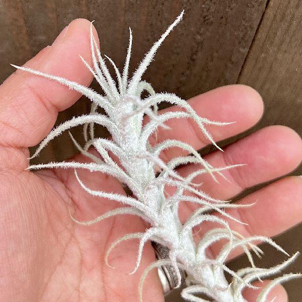 おしゃれ 観葉植物 エアープランツ：チランジア ステリフェラ*エア