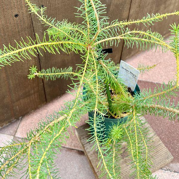 観葉植物 鉢花 苗：バンクシア ヌタンス*5号 Banksia nutans : 遊恵
