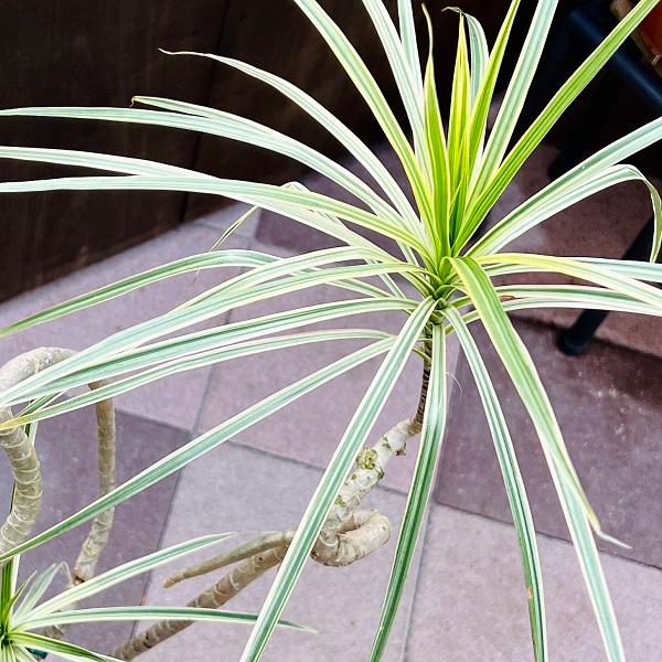 現品　ドラセナ　コンシンネ　ホワイボリー　4番　観葉植物　特大　インテリア　室内 現品 ドラセナ コンシンネ ホワイボリー 4番 観葉植物 特大