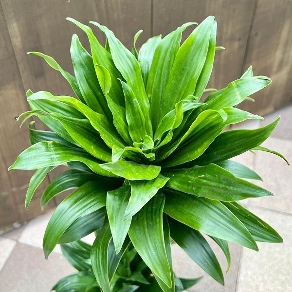 おしゃれ 観葉植物：ドラセナ コンパクタ*陶器鉢 受皿付 バークチップ