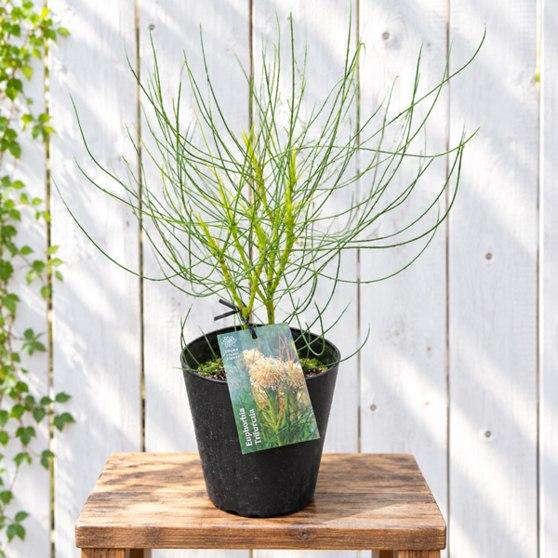 観葉植物 鉢花 苗：ペトロフィル エリシフォリア*5号 Petrophile