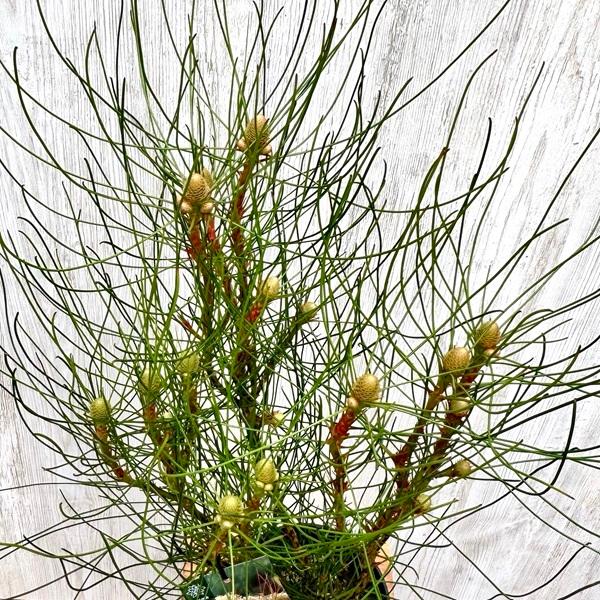 観葉植物 鉢花 苗:ペトロフィル エリシフォリア*5号 Petrophile 観葉植物 鉢花 苗:ペトロフィル エリシフォリア*5号 Petrophile