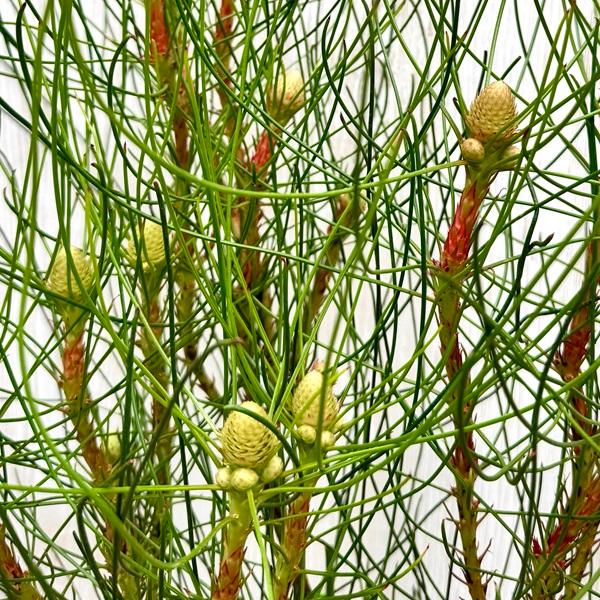観葉植物 鉢花 苗:ペトロフィル エリシフォリア*5号 Petrophile 観葉植物 鉢花 苗:ペトロフィル エリシフォリア*5号 Petrophile