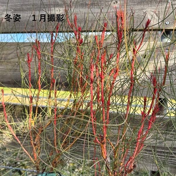 観葉植物 鉢花 苗：ペトロフィル エリシフォリア*5号 Petrophile
