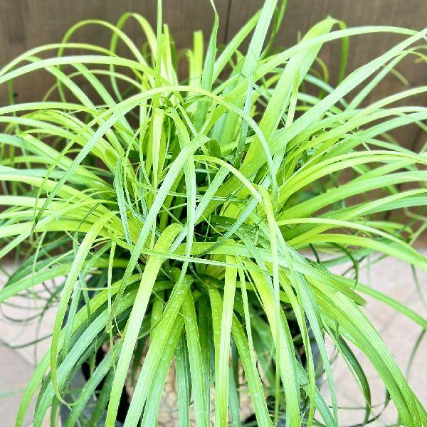 おしゃれ 観葉植物：ノリナ トックリラン 鉢植え*ポニーテール 大型