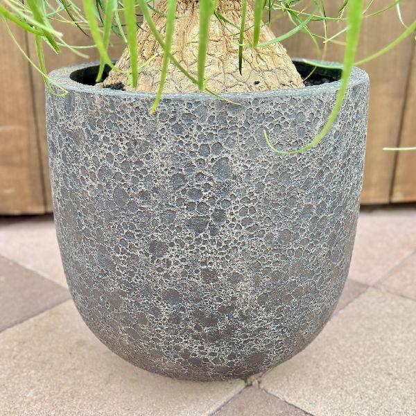 おしゃれ 観葉植物：ノリナ トックリラン 鉢植え*ポニーテール 大型
