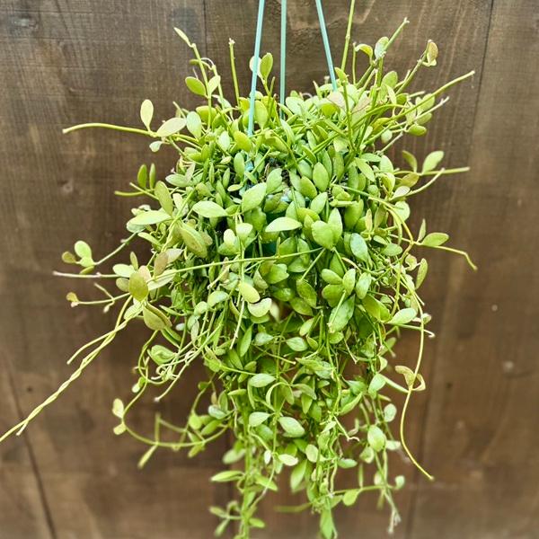 観葉植物：ディスキディア ベンガレンシス*吊り鉢 3.5号