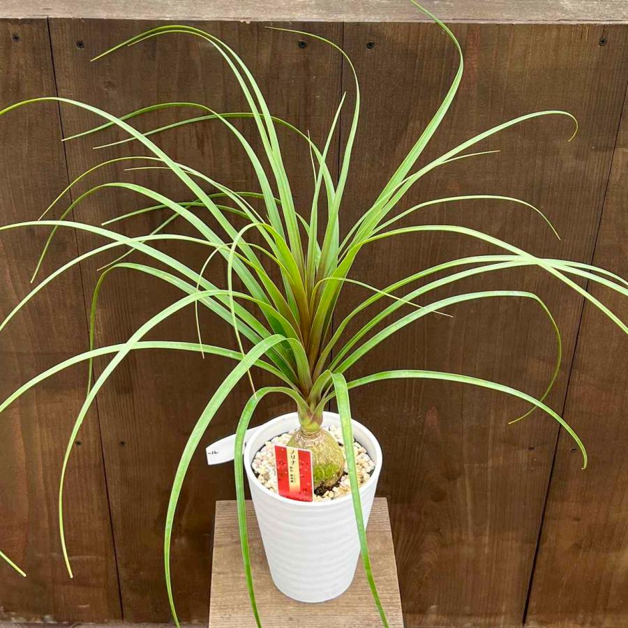 おしゃれ 観葉植物：ポニーテール トックリラン*ノリナ