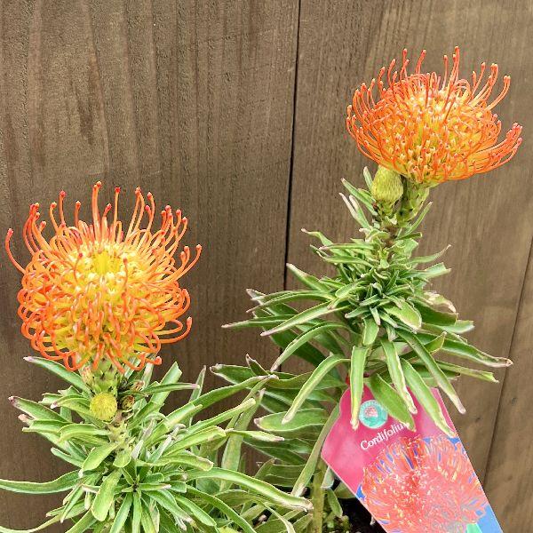 おしゃれ 観葉植物 鉢花：リューコスペルマム コーディフォリウム