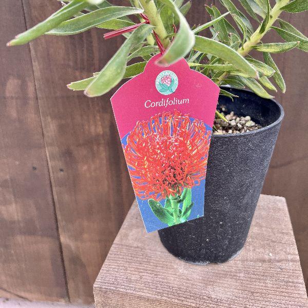 おしゃれ 観葉植物 鉢花：リューコスペルマム コーディフォリ