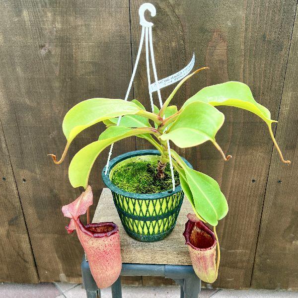 ウツボカズラ ネペンテス ベントリコーサ 挿し木 在来系 3 食虫植物 希少品種 観葉植物 食虫植物：ウツボカズラ ネペンテス ヴィーチア