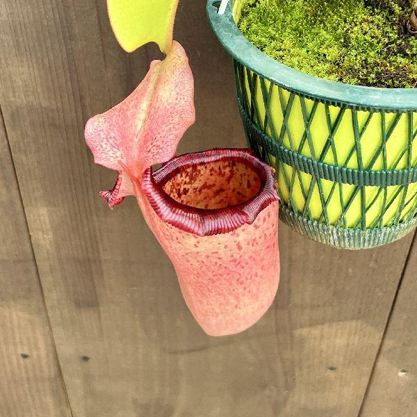 希少品種 観葉植物 食虫植物：ウツボカズラ ネペンテス ヴィーチア