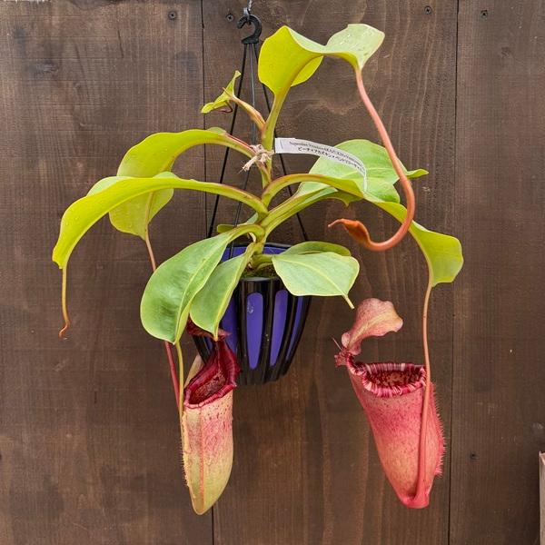 希少品種 観葉植物 食虫植物：ウツボカズラ ネペンテス ヴィーチア