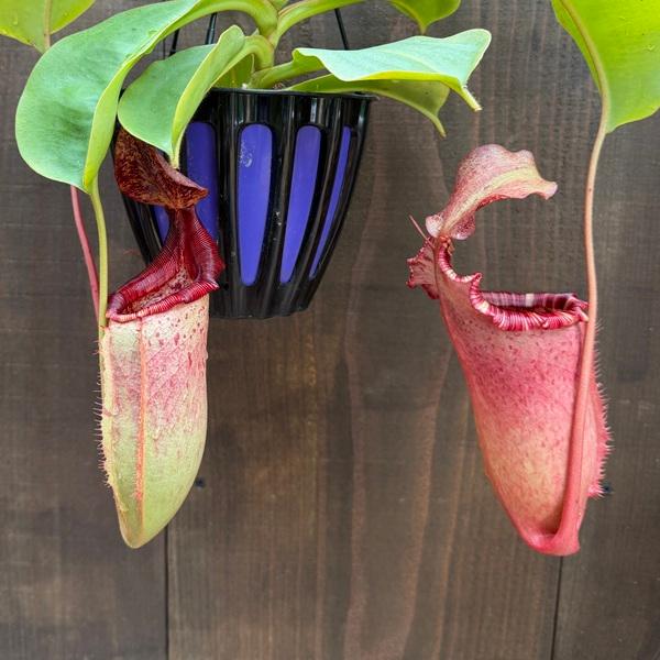 希少品種 観葉植物 食虫植物：ウツボカズラ ネペンテス ヴィーチア