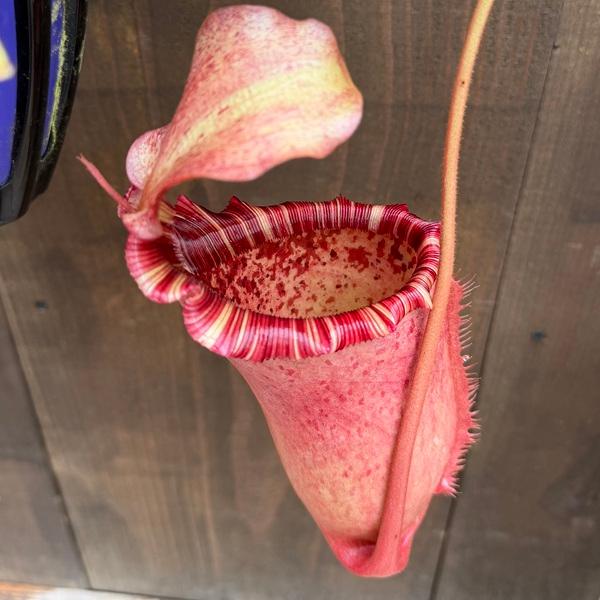 希少品種 観葉植物 食虫植物：ウツボカズラ ネペンテス ヴィーチア