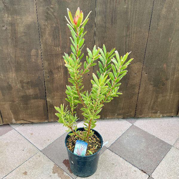 リューカデンドロン サファリサンセット　7号鉢　コーン付き 鉢花 観葉植物：リューカデンドロン サファリサンセット*7号 リュウカ