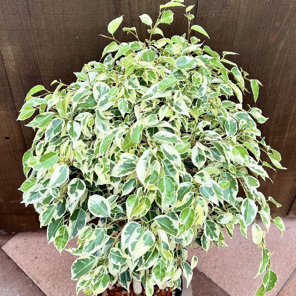 おしゃれ　観葉植物：斑入りベンジャミン*黒プラポット　6号　フィカス　｜y-bonsai｜02