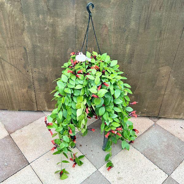 おしゃれ 観葉植物：エスキナンサス モナリザ*6号 吊り鉢 : 遊恵盆栽