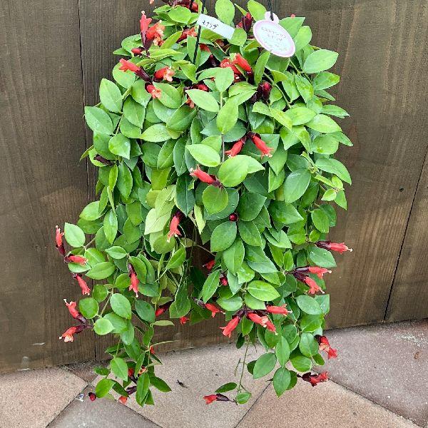 おしゃれ 観葉植物：エスキナンサス モナリザ*6号 吊り鉢 : 遊恵盆栽