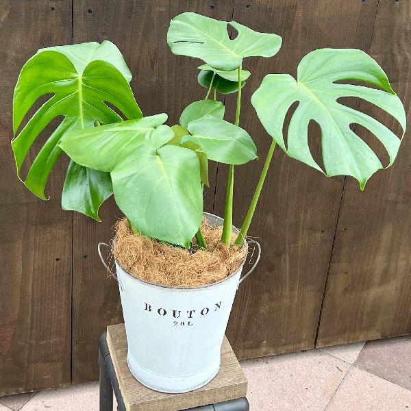 おしゃれ 観葉植物：モンステラ バケツカバー*ココヤシ : 遊恵盆栽