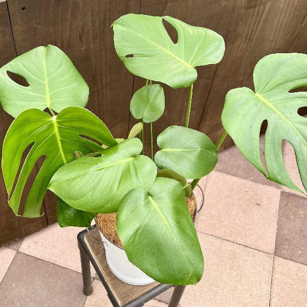 おしゃれ 観葉植物：モンステラ バケツカバー*ココヤシ : 遊恵盆栽