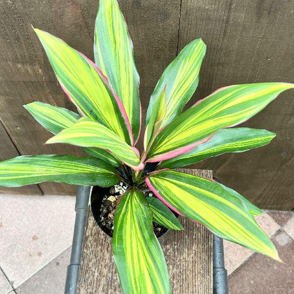 ドラセナキウイ　苗　リュウゼツラン 科　観葉植物　コルジリネ　コルディリネ ドラセナキウイ苗リュウゼツラン 科観葉植物コルジリネコルディリネ