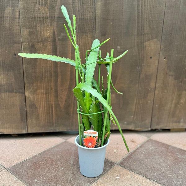 おしゃれ 観葉植物 花色選べる：クジャクサボテン*4号 孔雀