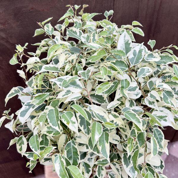 おしゃれ 観葉植物 鉢カバー選べる：フィカス ベンジャミン スター