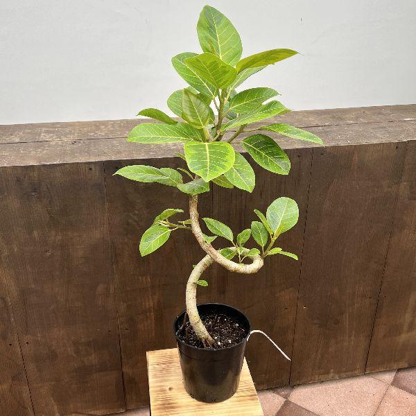 おしゃれ 観葉植物：フィカス アルテシーマ*7号 プラポット 大型ヤマト