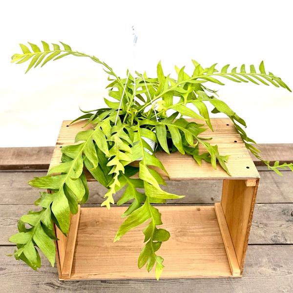 おしゃれ 観葉植物：エピフィラム クリソカルディウム*5号 吊り鉢