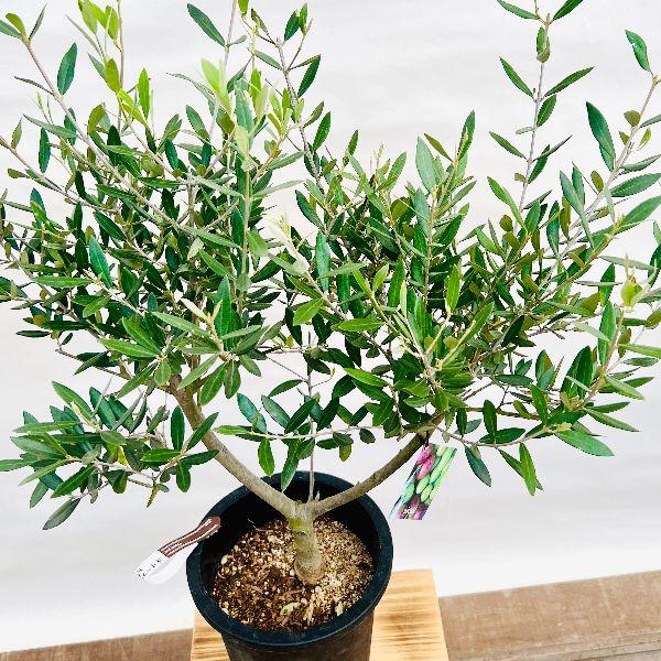 オリーブ　ピクアル　オリーブの木　創樹　幹太souju 7号 おしゃれ 観葉植物 選べる現品：オリーブの木 ピクアル 7号