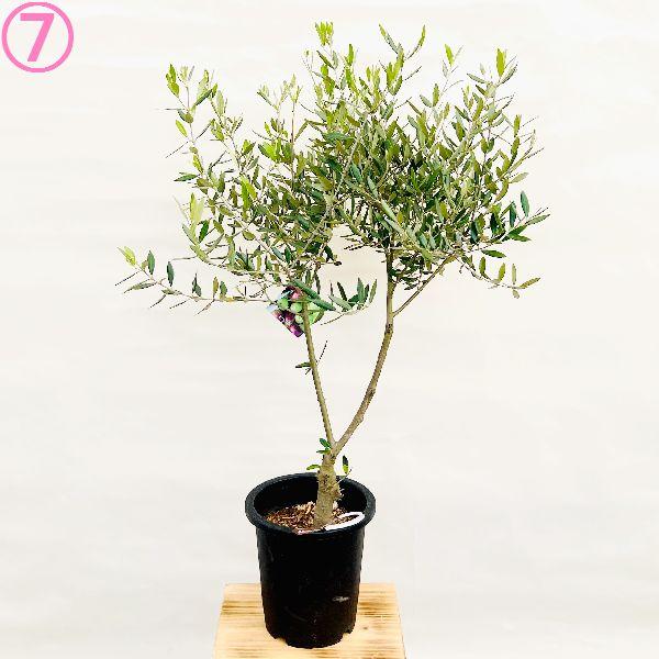 おしゃれ 観葉植物 選べる現品：オリーブの木 ピクアル 7号*SOUJU 創樹