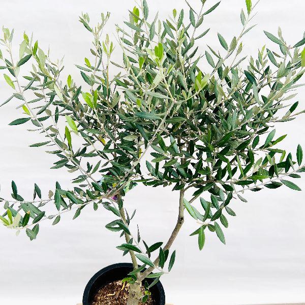 おしゃれ 観葉植物 選べる現品：オリーブの木 ピクアル 7号*SOUJU 創樹