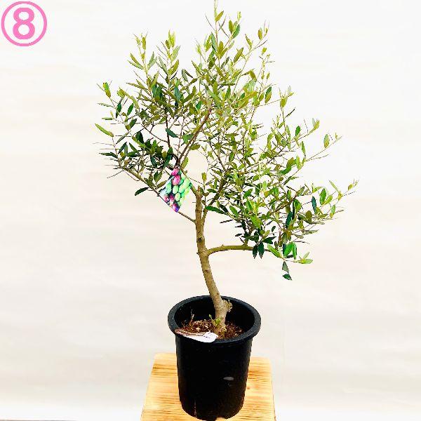 オリーブ　ピクアル　オリーブの木　創樹　幹太souju 7号 オリーブ ピクアル オリーブの木 創樹 幹太souju 7号 創樹