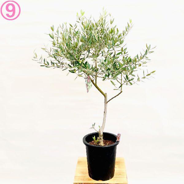 ［現品］32番　創樹　オリーブ　ピクアル　7号　屋外　オリーブの木　ユニーク おしゃれ 観葉植物 選べる現品：オリーブの木 ピクアル 7号*SOUJU 創樹