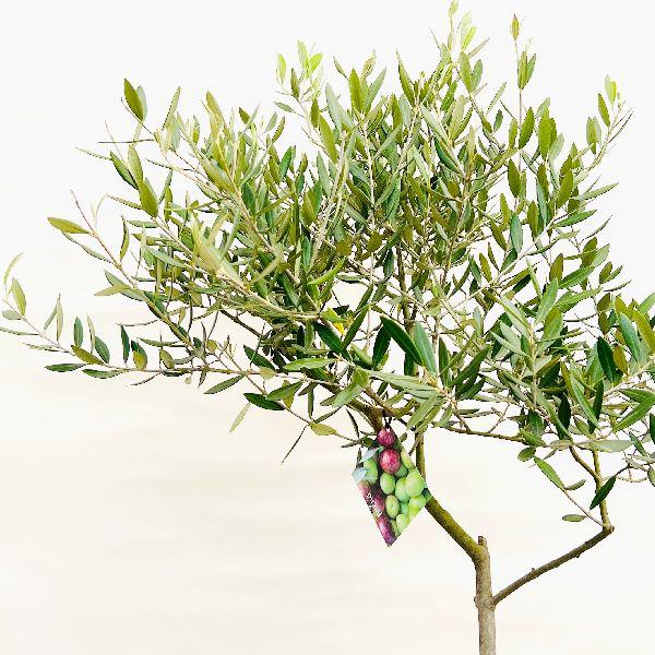 ［現品］32番　創樹　オリーブ　ピクアル　7号　観葉植物　屋外　オリーブの木 おしゃれ 観葉植物：オリーブの木 ピクアル 7号*現品10 SOUJU 創