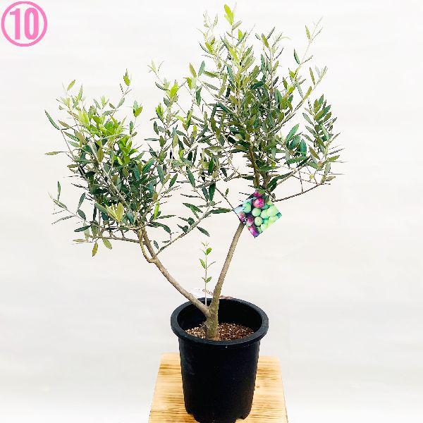 ［現品］32番　創樹　オリーブ　ピクアル　7号　観葉植物　屋外　オリーブの木 現品］32番 創樹 オリーブ ピクアル 7号 観葉植物 屋外 オリーブの木