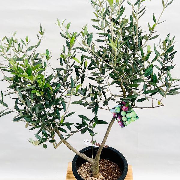 おしゃれ 観葉植物 選べる現品：オリーブの木 ピクアル 7号*SOUJU 創樹