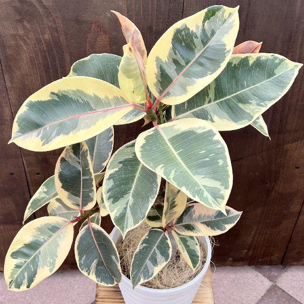 おしゃれ 観葉植物：フィカス ティネケ*6号 セラアート : 遊恵盆栽 